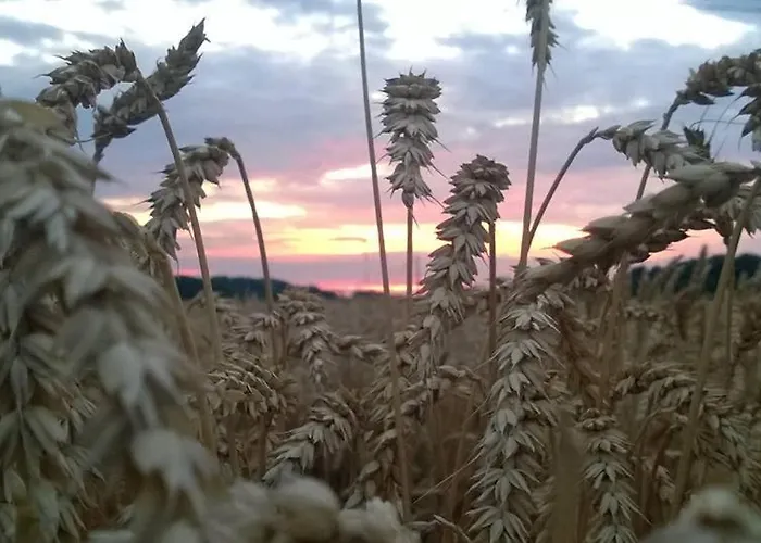 Schronisko Mlodziezowe Malgosia * Lazy (Krakow)