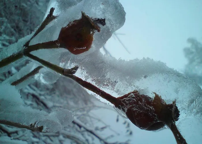 Hostel Schronisko Mlodziezowe Malgosia Lazy (Krakow)